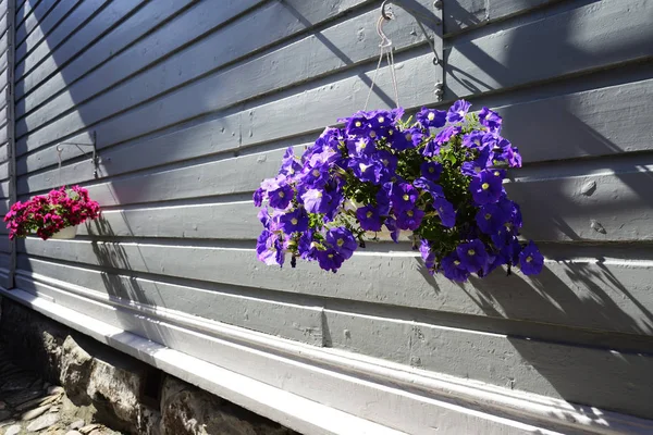 Çiçekler duvarda asılı tencere — Stok fotoğraf