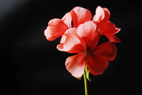 Flores de geranio rojo en una oscuridad —  Fotos de Stock