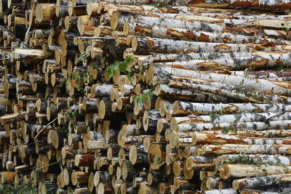 Pile of felled birch tree trunks in the forest — Stock Photo, Image