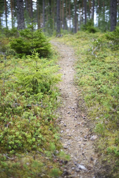Пейзаж с дорожкой в лесу, размытое изображение — стоковое фото