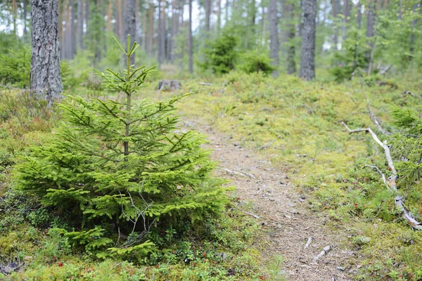 Paisagem com abeto na floresta — Fotografia de Stock