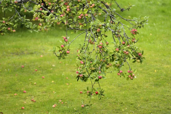 Apfelbaumzweig mit vielen Äpfeln — Stockfoto