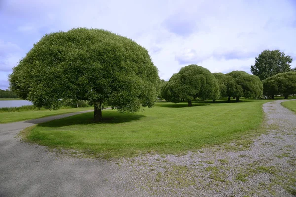 Udržovanou pobřežní park ostříhané stromy — Stock fotografie