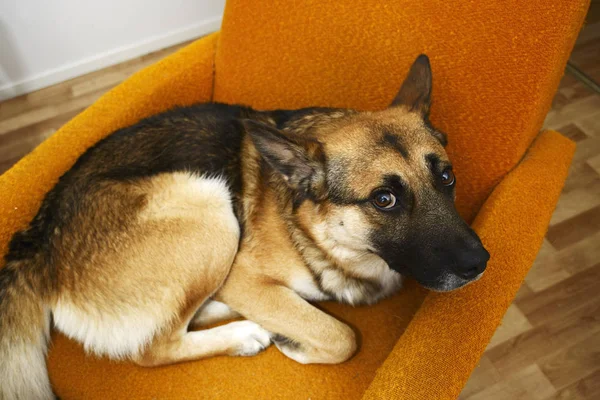 Грустный коричневый пес лежит в оранжевом кресле — стоковое фото