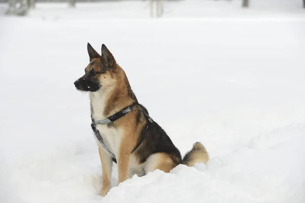 Cão pastor sentado na neve — Fotografia de Stock