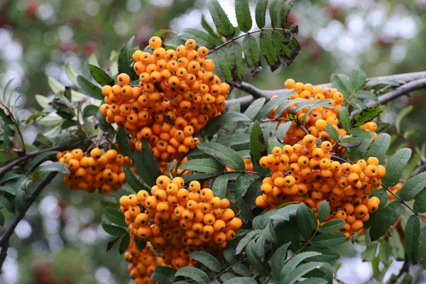 A lot of berries of yellow mountain ash — Stock Photo, Image