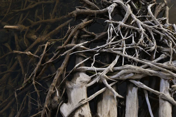 intertwined tree roots in water