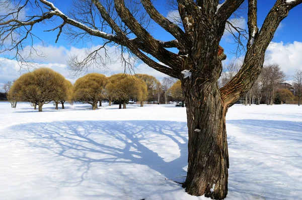 Alberi in un parco invernale — Foto Stock