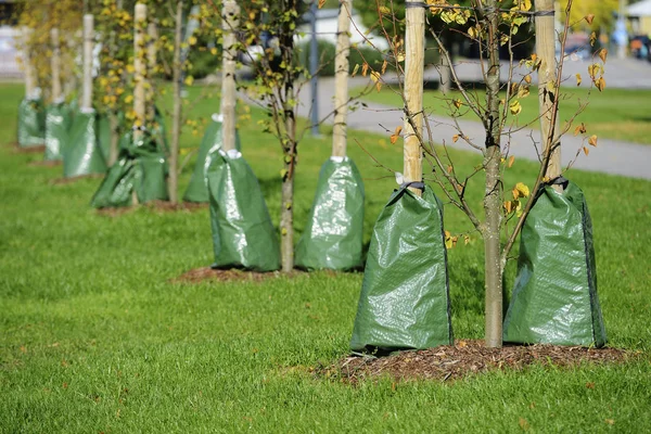 Plantation d'arbres dans la ville — Photo