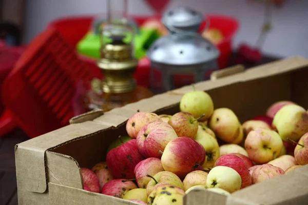 Apfelernte auf der Terrasse verteilt — Stockfoto