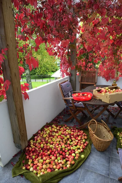 Apfelernte auf der Terrasse verteilt — Stockfoto