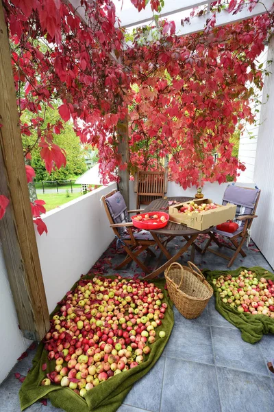 Cultura de maçã espalhada no terraço — Fotografia de Stock