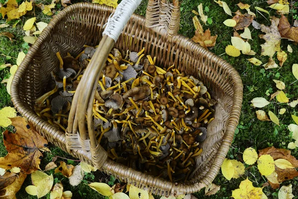 Panier en osier aux champignons craterellus tubaeformis — Photo