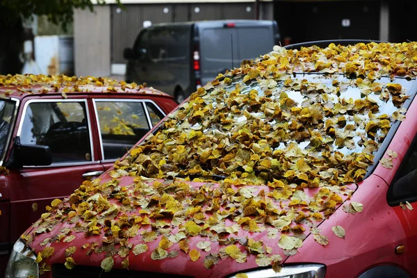 黄色的树叶，风罩和汽车的挡风玻璃 — 图库照片