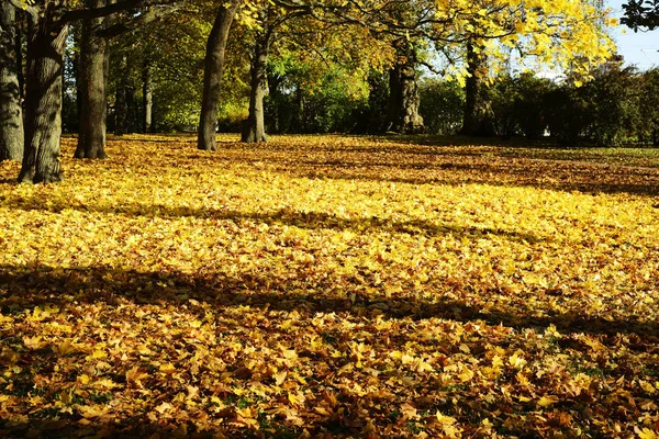 Gula blad på hösten i parken på en solig dag — Stockfoto