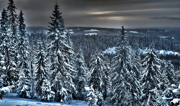 View of the winter forest in northern Finland, hdr photo — Stock Photo, Image