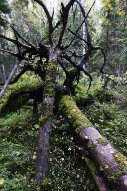 düşmüş yosun kaplı ağaçlar 