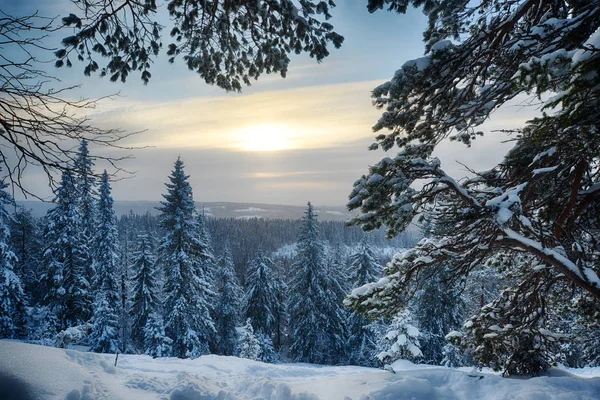 Θέα στο δάσος του χειμώνα στη βόρειο Φινλανδία, hdr φωτογραφία — Φωτογραφία Αρχείου