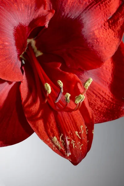 Bir çiçek açan nergis zambağı çiçek closeup — Stok fotoğraf