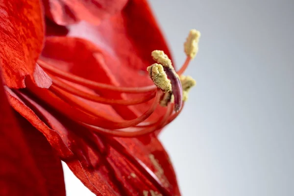 Closeup of a blooming amaryllis flower — Stock Photo, Image