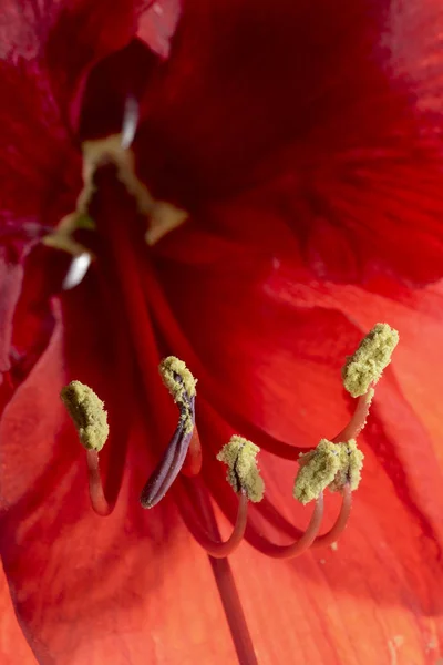 Closeup of a blooming amaryllis flower — Stock Photo, Image