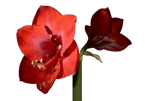 Bela amaryllis vermelho no fundo branco — Fotografia de Stock