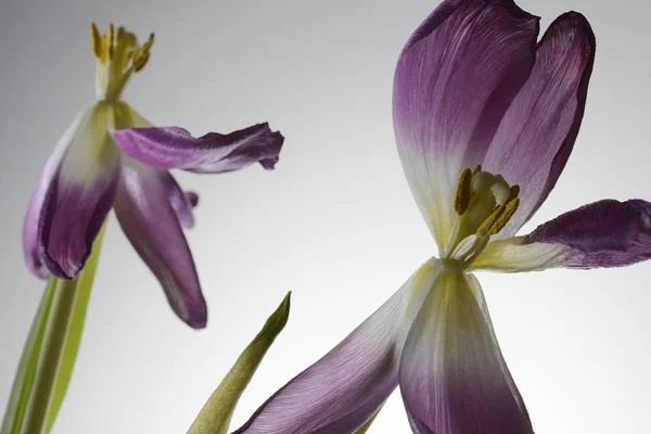 Fleurs de tulipe flétrissant sur un blanc — Photo