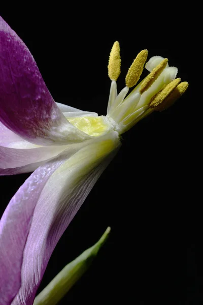 Lale çiçek bir kara günü Soldurma — Stok fotoğraf