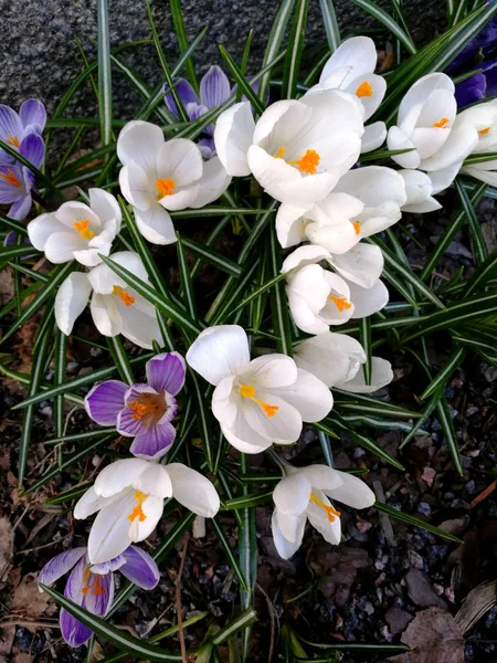 Квітучі фіолетові та білі крокуси — стокове фото