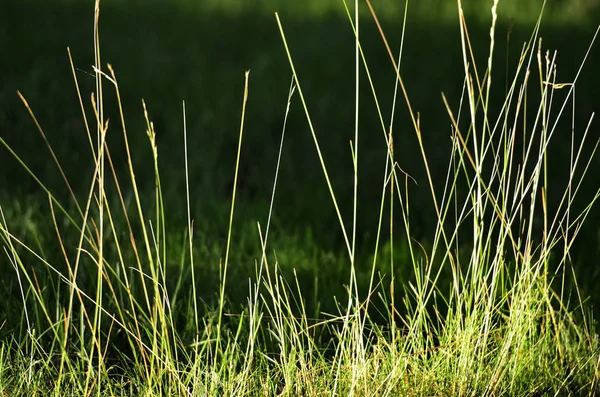 Weelderig groen gras in de zomer, achtergrond — Stockfoto