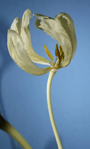 Suchý tulipán na modrém pozadí — Stock fotografie