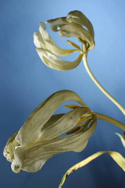 Dry tulip on a blue background — Stock Photo, Image