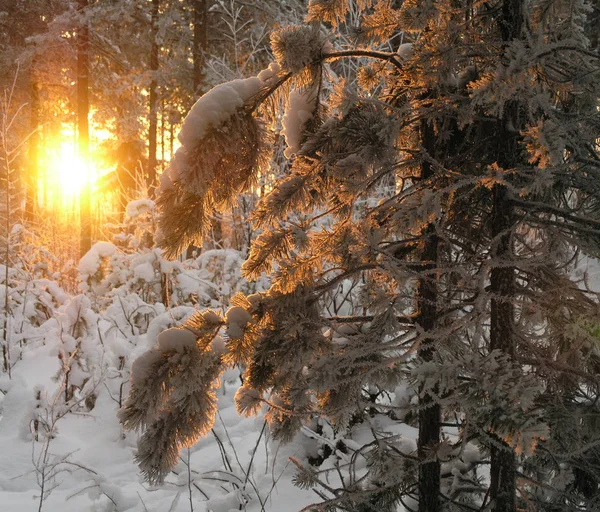 Beautiful sunset in the winter forest — Stock Photo, Image