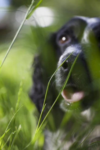 Rosto Spaniel Grama Verde Foco Suave — Fotografia de Stock