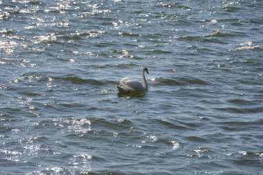 Beyaz kuğu Baltık Denizi 'nin dalgaları boyunca yüzer.