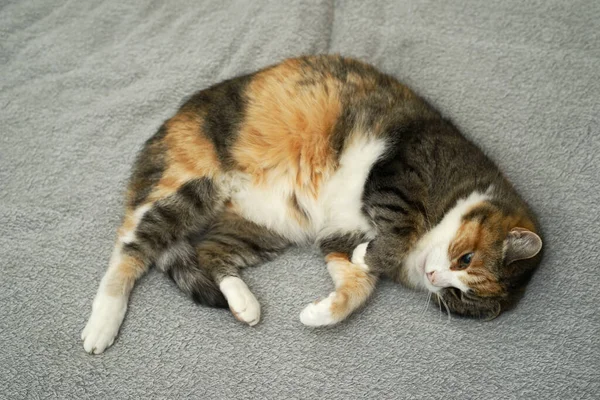 Кошка Лежит Постели Сером Покрывале — стоковое фото