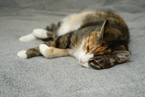 Katze Liegt Entspannt Bett Auf Grauer Bettdecke — Stockfoto