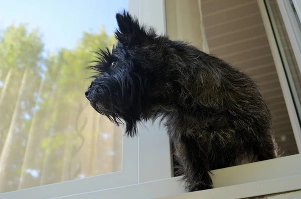 the dog looks out of the window waiting for the owner