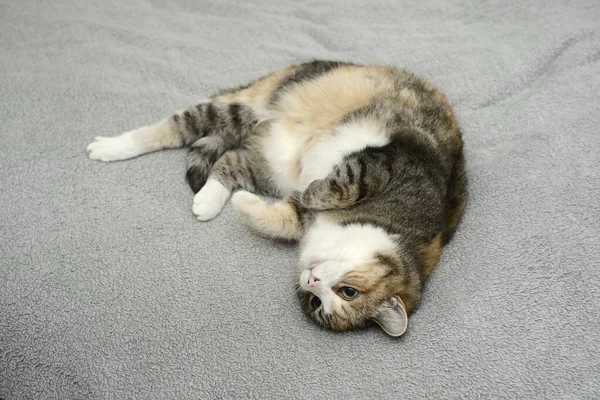 Gato Encuentra Relajado Cama Una Colcha Gris —  Fotos de Stock