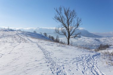 Kış manzarası ile lots-in kar ve ağaçlar