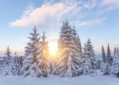 dağlarda günbatımı, kışın çam ağacı.