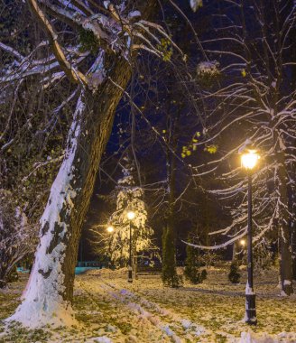 Kış gece manzara-tezgah ağaçlar ve parlayan sokak altında düşen kar taneleri ışıklar.