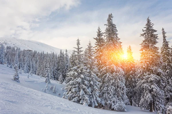 Δέντρα που καλύπτονται από χιόνι στο λόφο Βουνό. — Φωτογραφία Αρχείου