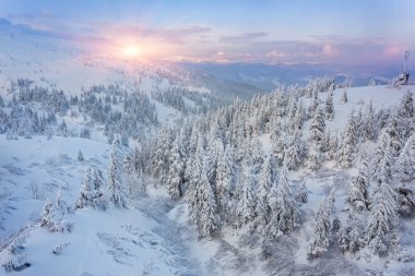 Ladin ağacı kışın kar ile kaplı orman