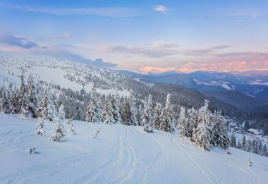 Ladin ağacı kışın kar ile kaplı orman