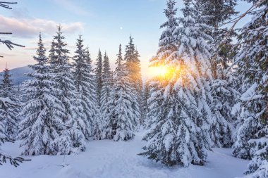Ladin ağacı kışın kar ile kaplı orman