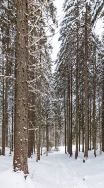 Dağ tarafı mavi gökyüzü köknar ağaçları kış kar kaplı