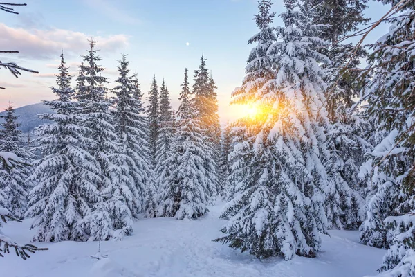 Spruce Tree Forest Covered by Snow in Winter