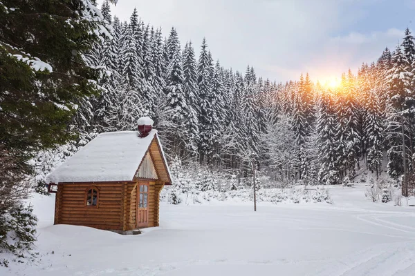 Árvore de madeira na floresta nevada — Fotografia de Stock