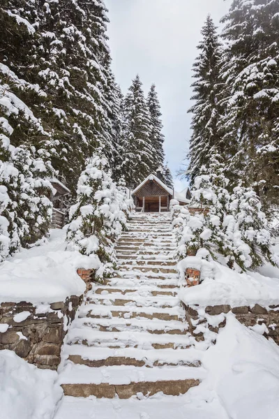 Árvore de madeira na floresta nevada — Fotografia de Stock